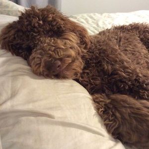 Meet your Posher, Joe